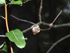 Andricus quercusstrobilanus