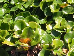 Nymphaea pubescens