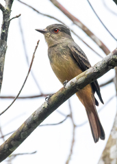 Knipolegus poecilurus