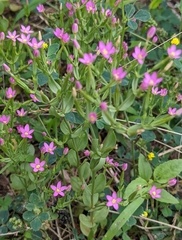 Centaurium pulchellum