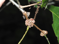 Andricus quercusstrobilanus