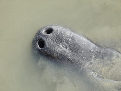 Trichechus manatus latirostris
