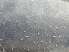 Trichechus manatus latirostris