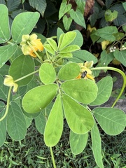 Senna obtusifolia