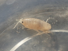 Megalorchestia corniculata