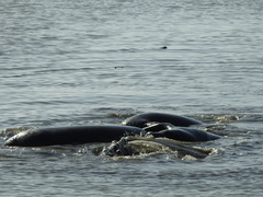 Trichechus manatus latirostris