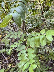 Sorbus scopulina