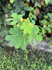 Senna obtusifolia
