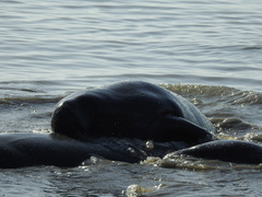 Trichechus manatus latirostris