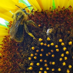 Melissodes trinodis