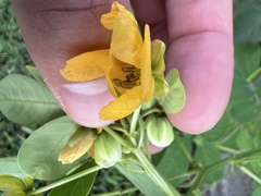 Senna obtusifolia