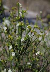 Macarthuria australis