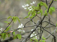 Amelanchier