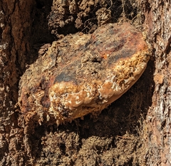 Fomitopsis schrenkii