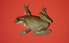 Trachycephalus typhonius