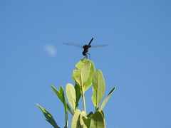 Macrodiplax balteata