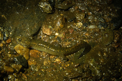 Desmognathus kanawha