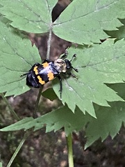 Nicrophorus tomentosus