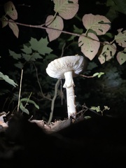 Amanita abrupta
