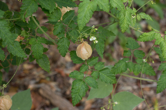 Cardiospermum corindum