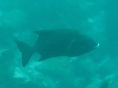 Oplegnathus robinsoni