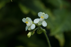 Cardiospermum corindum