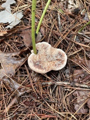 Ischnoderma resinosum