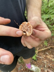 Ischnoderma resinosum