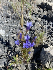 Gentianopsis virgata