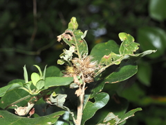 Andricus quercusfrondosus