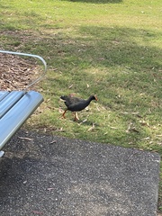 Gallinula tenebrosa