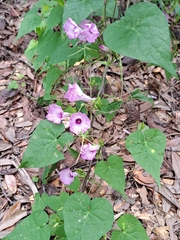 Ipomoea triloba