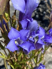 Gentianopsis virgata