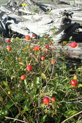 Rosa nutkana