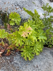 Darmera peltata