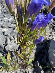 Gentianopsis virgata