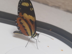Papilionoidea