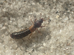 Bledius monstratus