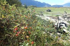 Rosa nutkana