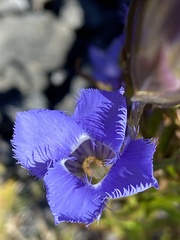 Gentianopsis virgata