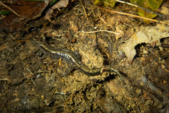 Desmognathus orestes