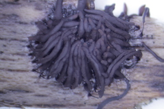 Stemonitis