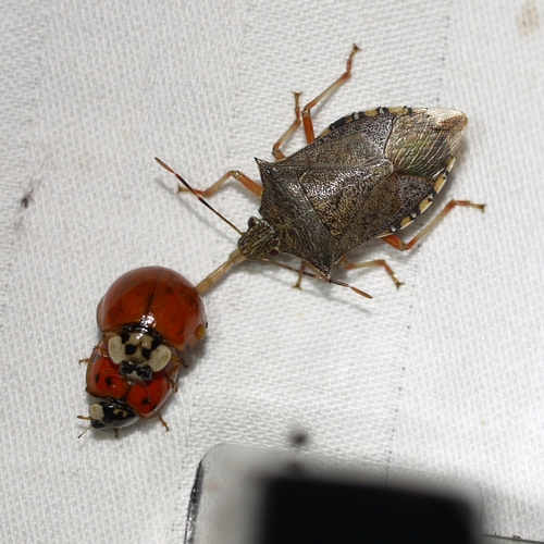 Spined soldier bug