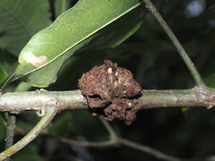 Callirhytis quercuscornigera