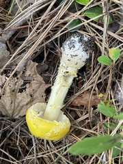 Amanita