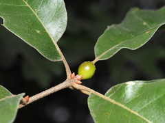 Amphibolips globulus