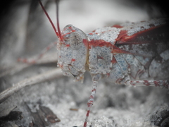 Spharagemon marmorata