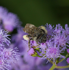 Melissodes bimaculatus