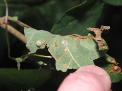 Neuroterus quercusverrucarum