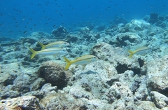 Mulloidichthys martinicus